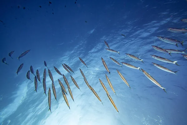 Barracuda Hejno Ryb Zblízka Hluboké Modré Moře — Stock fotografie