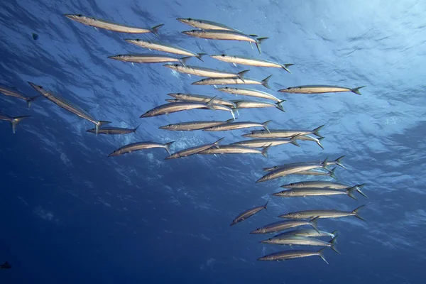 Barracuda Escola Peixes Perto Mar Azul Profundo — Fotografia de Stock