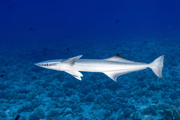 在法国多尼西亚的蓝色海洋的雷莫拉吸盘鱼 — 图库照片
