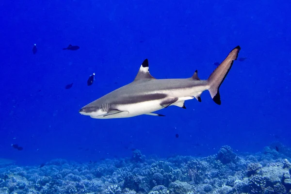 在法属波利尼西亚潜水与黑尖端鲨鱼水下 — 图库照片