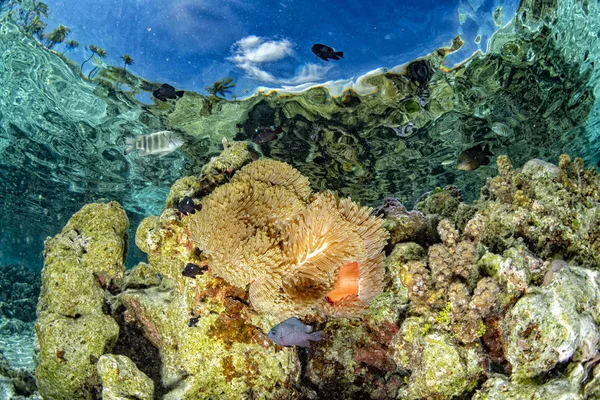 Snorkel Polinesia Francesa Agua Turquesa Laguna Payaso Peces Anémona — Foto de Stock