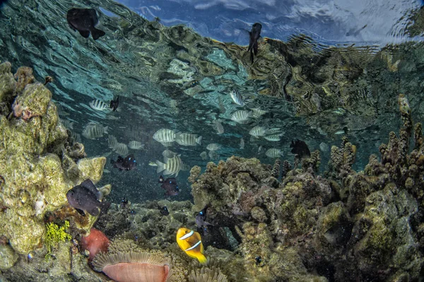 Κολύμβηση Αναπνευστήρα Στην Γαλλική Πολυνησία Τιρκουάζ Νερά Λιμνοθάλασσας Κοραλλιογενείς Κήπους — Φωτογραφία Αρχείου