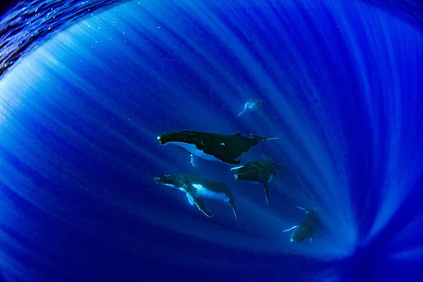 Humpback Whale Underwater Pacific Ocean Moorea French Polynesia Isolated Blue — Stock Photo, Image