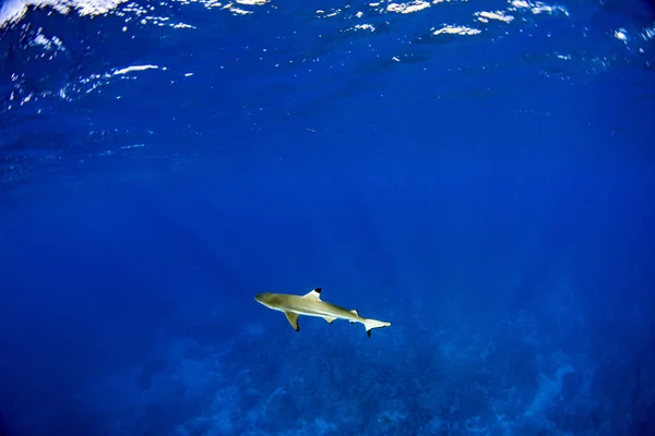 Potápění Černou Špičkou Žralok Pod Vodou Francouzské Polynésii — Stock fotografie