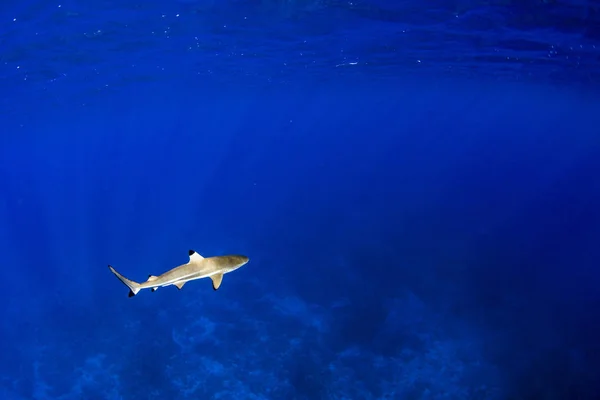 diving with black tip shark underwater in french polynesia