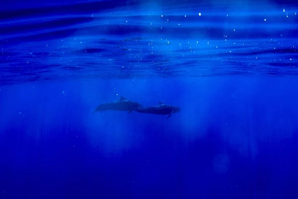 青いポリネシア海域で水中ゴンドウクジラ — ストック写真