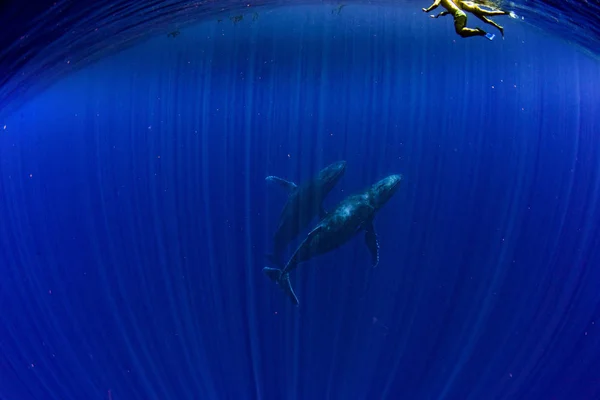 水中太平洋モーレア島フランス領ポリネシアでシュノーケ リングのザトウクジラのホエールウォッチング — ストック写真