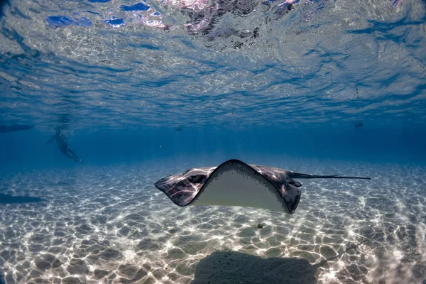 Snorkeling Com Stingray Polinésia Francesa — Fotografia de Stock