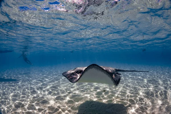 Šnorchlování Stingray Francouzské Polynésii — Stock fotografie