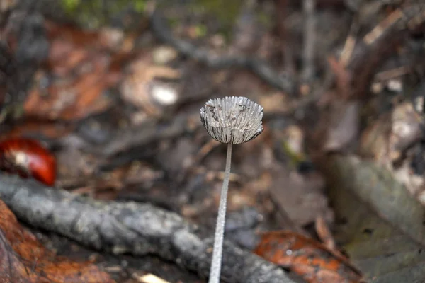 Herfst Paddestoelen Het Bos Detail — Stockfoto