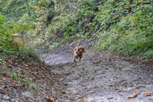 Cachorro Perro Cocker Spaniel Correr Otoño Verde Patio —  Fotos de Stock