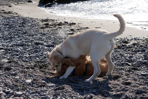 ビーチ コッカースパニエル ゴールデンレトリバーの遊んでいる若い犬子犬 — ストック写真
