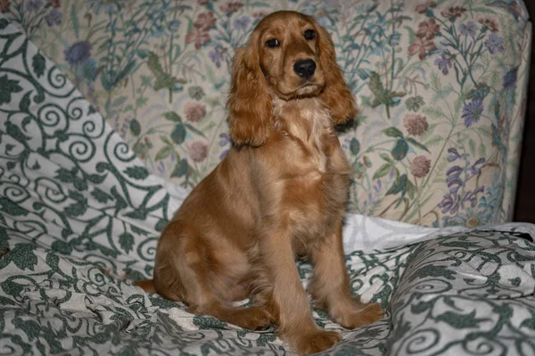 Αξιολάτρευτο Κουτάβι Σκυλί Κόκερ Σπάνιελ Κοιμάται Στον Καναπέ Κρεβάτι — Φωτογραφία Αρχείου
