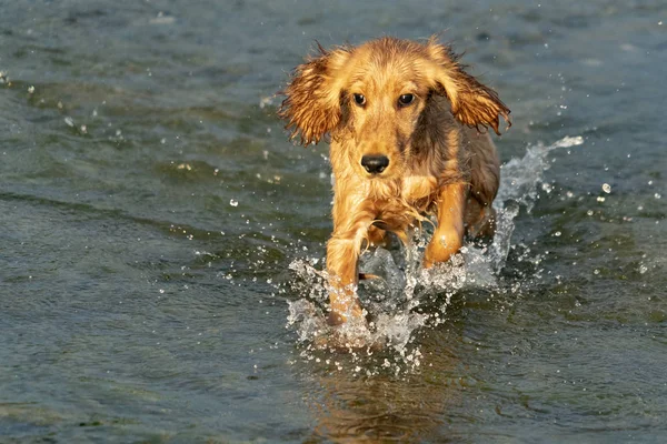 Dog Puppy Cocker Spaniel Enquanto Corre Água Rio — Fotografia de Stock