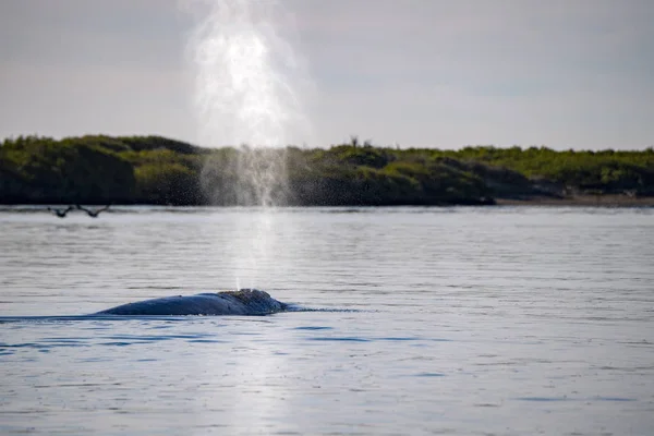 Baleine Grise Déplaçant Dans Océan Pacifique Baja Californie — Photo