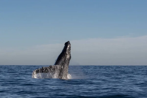 ザトウクジラのブリーチング — ストック写真