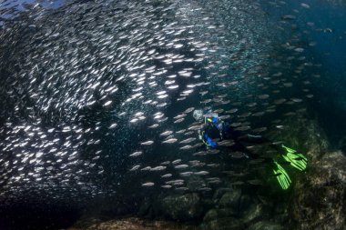 Scuba diver dev içinde derin mavi denizde balık sürüsü sardalyaları