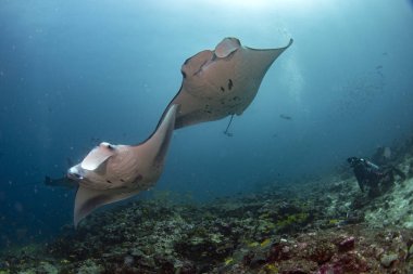 Manta Dalış Maldivler süre mavi arka planda
