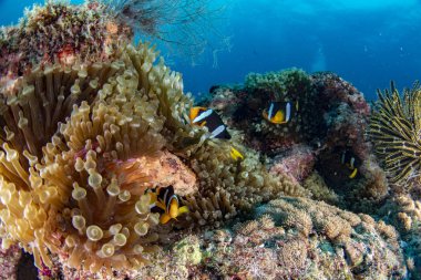 Anemon palyaço balık üzerinde Maldivler masmavi okyanus ile renkli sualtı manzara