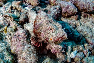 Sualtı portre kadar tehlikeli taş balık kapatın