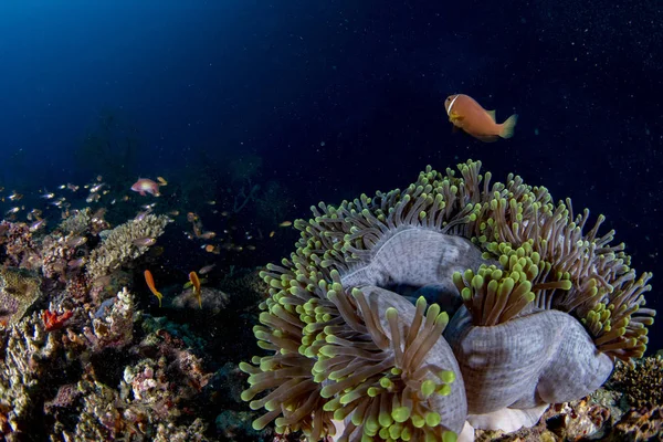Paisagem Subaquática Colorida Com Anêmona Palhaço Peixe Oceano Azul Profundo — Fotografia de Stock