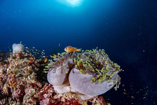 몰디브에서 바다에 물고기와 다채로운 — 스톡 사진
