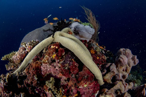 Maldiverna Koraller Hus För Fiskar Undervattenslandskap — Stockfoto