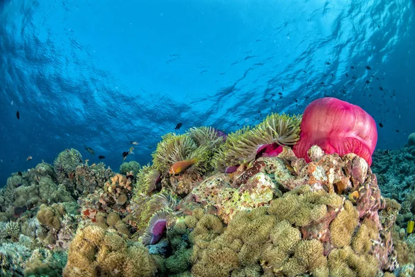 Kolorowy Krajobraz Podwodnej Anemone Clown Ryb Błękitnym Oceanie Malediwy — Zdjęcie stockowe