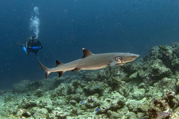 靠近马尔代夫潜水潜水者的小鲨鱼 — 图库照片