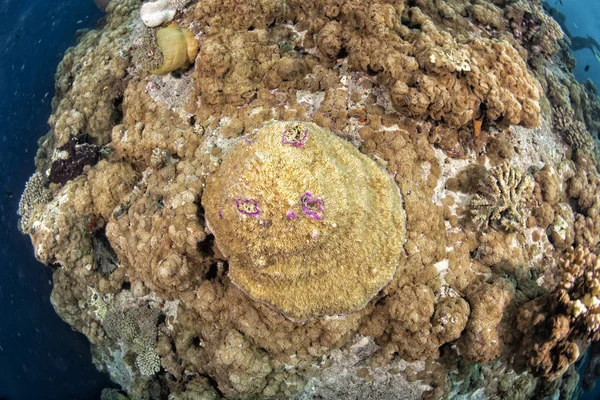 Maldivas Casa Corales Para Peces Paisaje Submarino — Foto de Stock