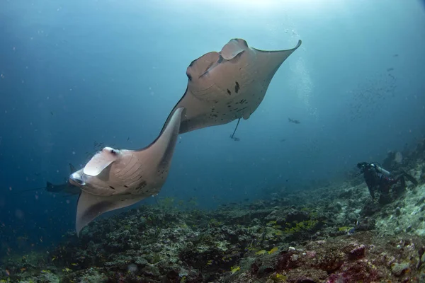 Manta Dans Fond Bleu Lors Plongée Des Maldives — Photo