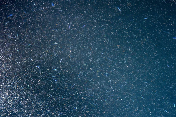 Криль Море Макро Детали — стоковое фото