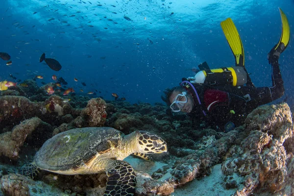 Морская Черепаха Портрет Крупным Планом Глядя Время Погружения Мальдивы — стоковое фото