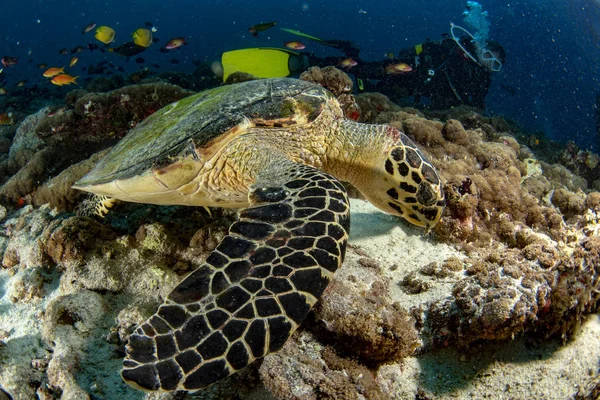 Portret Sea Turtle Bliska Patrząc Ciebie Podczas Nurkowania Malediwy — Zdjęcie stockowe