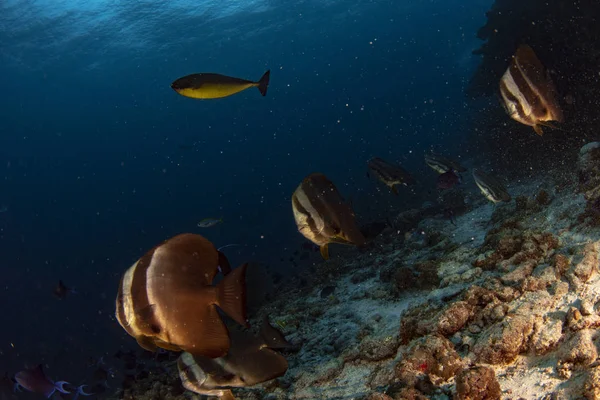 Bat Fish Portrait Platax Maldives — Stock Photo, Image