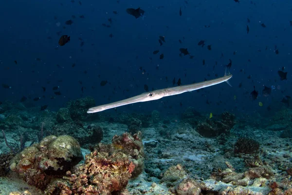 Närbild Flöjt Trumpet Fisk Medan Dykning Indonesien — Stockfoto