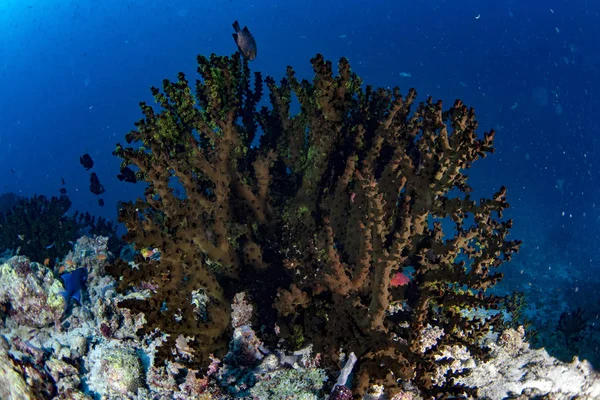 Maldives Corals House Fishes Underwater Landscape — Stock Photo, Image