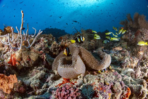 五颜六色的水下景观与海葵小丑鱼在深蓝色的海洋在马尔代夫 — 图库照片