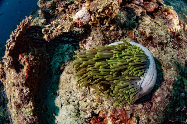 Färgglada Undervattenslandskap Med Anemone Clown Fisk Djupa Blå Havet Maldiverna — Stockfoto