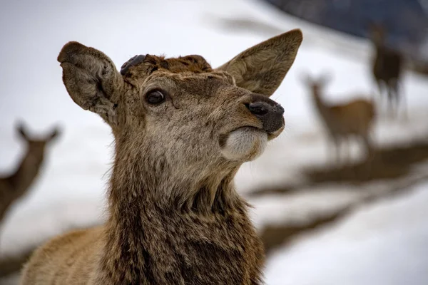 Cerf Mâle Cours Exécution Sur Fond Neige — Photo