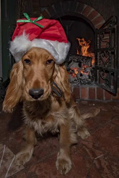 Santa Dressed Newborn Puppy Dog Christmas — Stock Photo, Image
