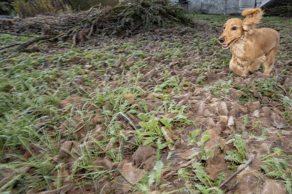 Gelukkig Puppy Hond Cocker Spaniel Springen Binnenplaats — Stockfoto