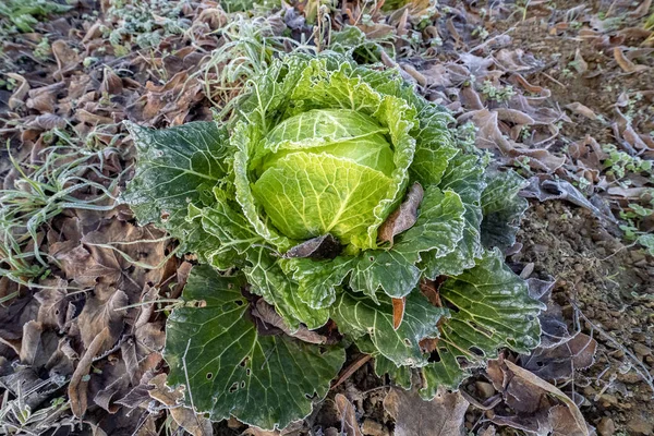 中庭の菜園の冷凍キャベツ — ストック写真