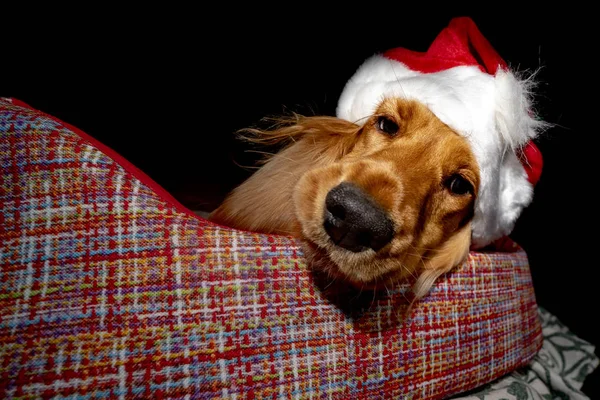 Santa Gekleed Pasgeboren Puppy Hond Van Kerstmis — Stockfoto