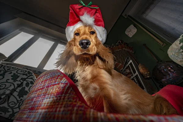 Weihnachtsmann Gekleidet Neugeborenen Welpen Hund Weihnachten — Stockfoto