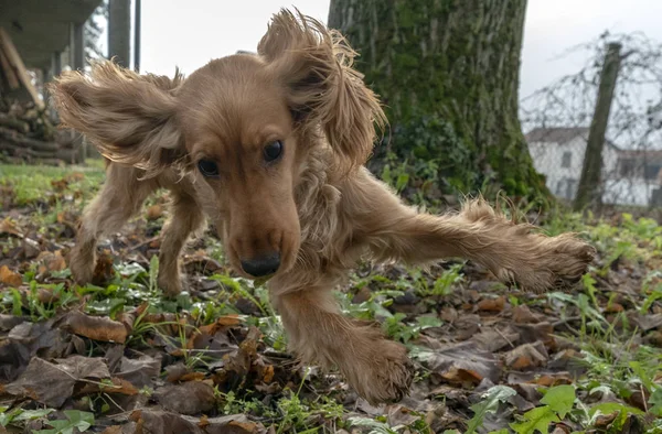 Cachorro Feliz Cocker Spaniel Saltando Pátio — Fotografia de Stock