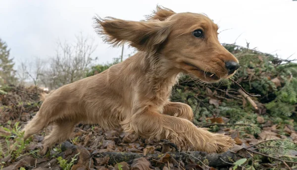 Cachorro Feliz Cocker Spaniel Saltando Pátio — Fotografia de Stock