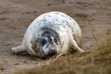 Gri fok yavrusu, Donna Nook Hughnshire plajında dinlenirken İngiltere