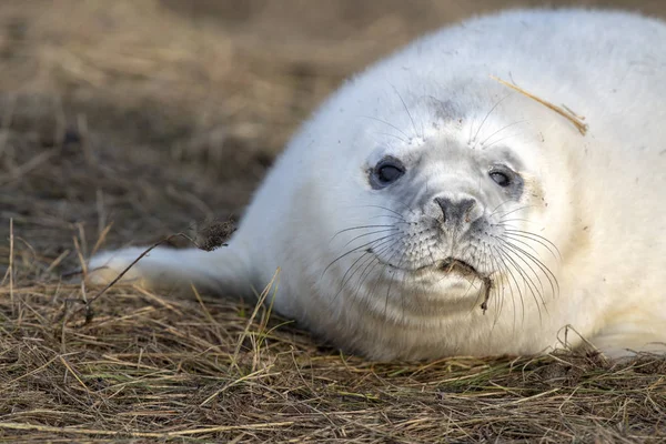 Cachorro de foca gris mientras se relaja en la playa en Gran Bretaña —  Fotos de Stock