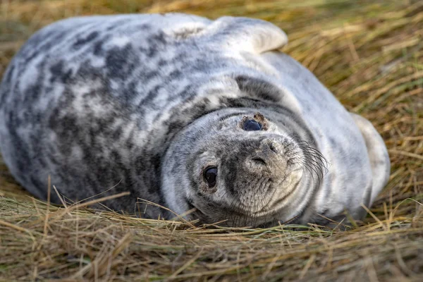 Grijze Zeehond Puppy Terwijl Ontspannen Donna Nook Lincolnshire Strand Engeland — Stockfoto